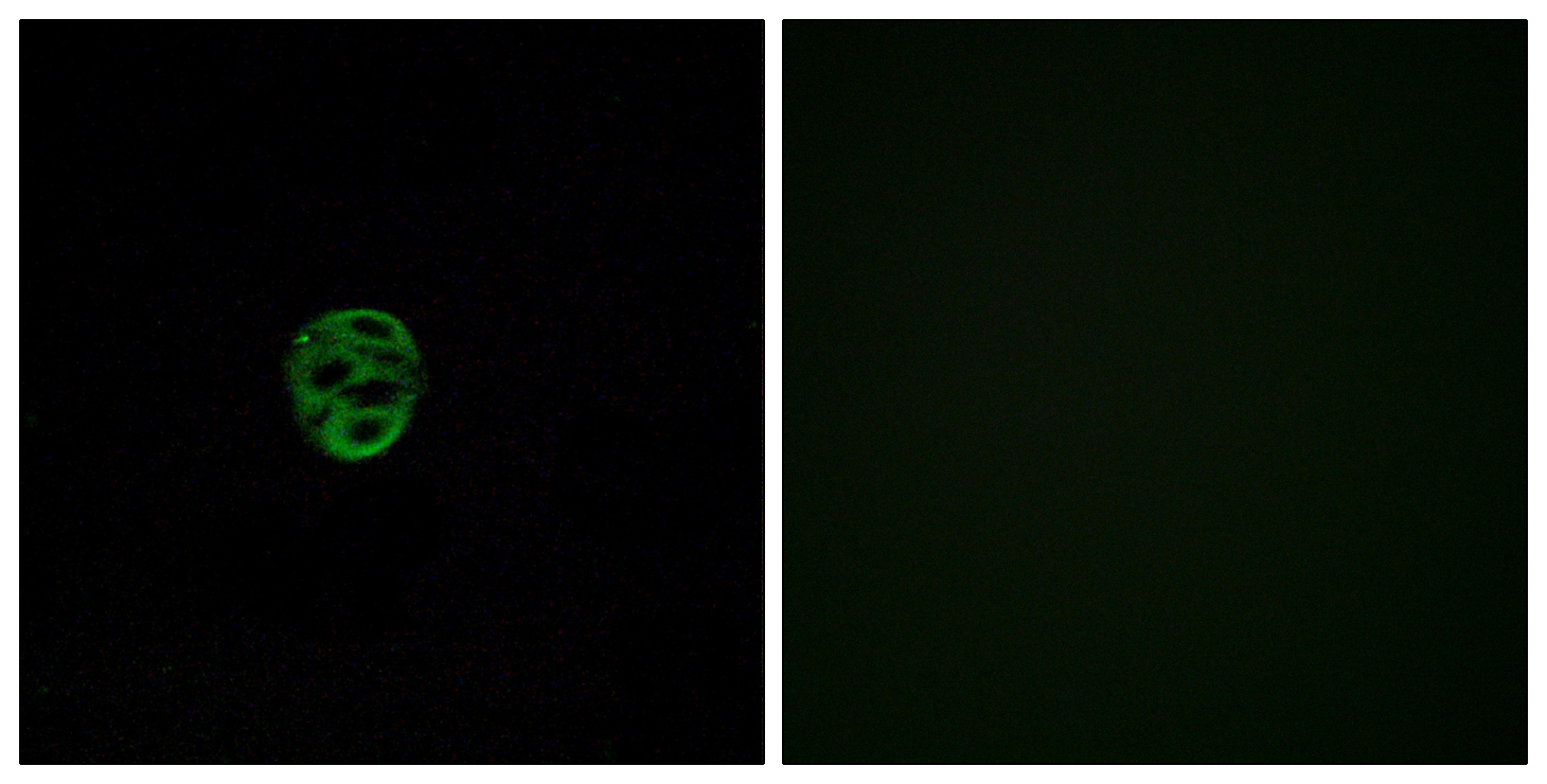 Anti-OR2AE1 Antibody
