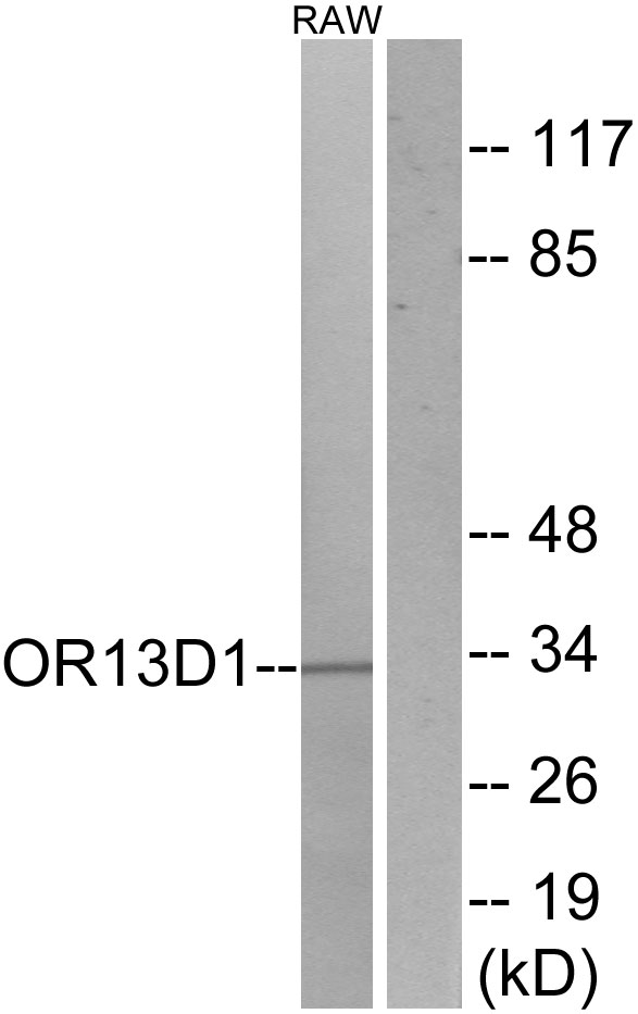 Anti-OR13D1 Antibody