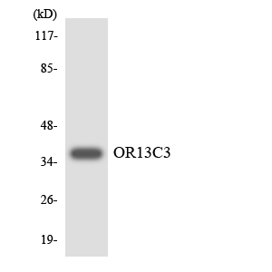 Anti-OR13C3 Antibody