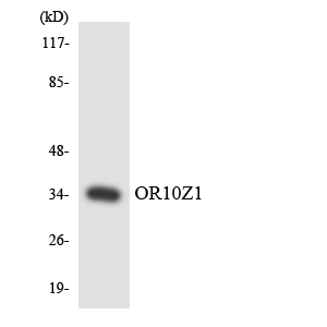 Anti-OR10Z1 Antibody