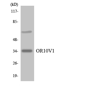 Anti-OR10V1 Antibody