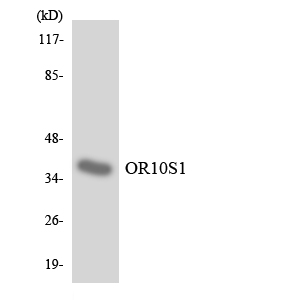 Anti-OR10S1 Antibody