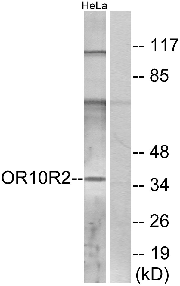 Anti-OR10R2 Antibody