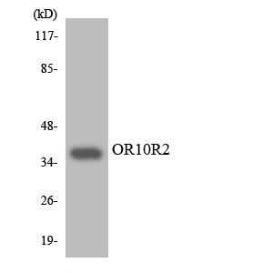Anti-OR10R2 Antibody