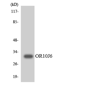 Anti-OR10J6 Antibody