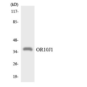 Anti-OR10J1 Antibody