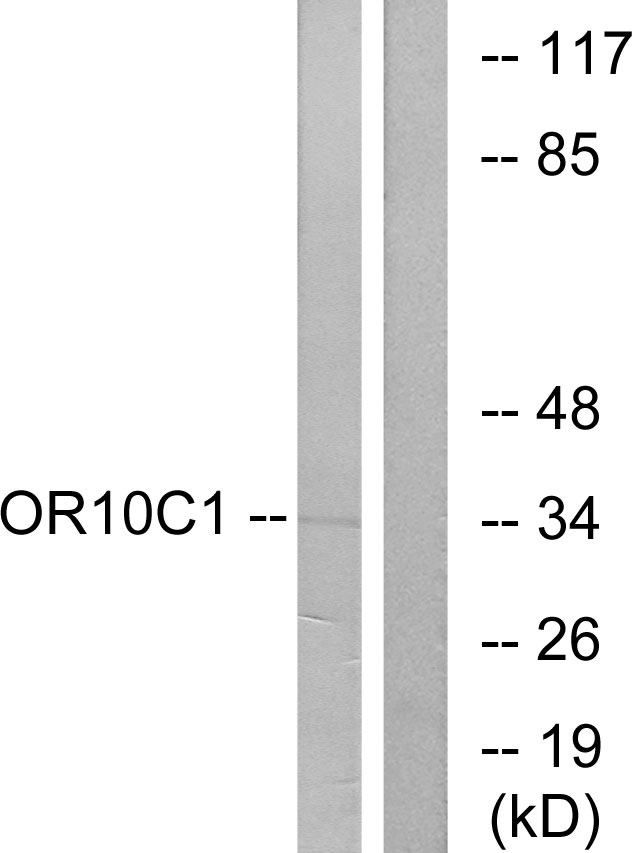 Anti-OR10C1 Antibody