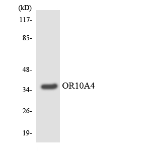 Anti-OR10A4 Antibody