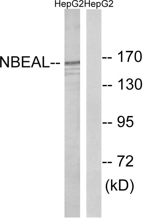 Anti-NBEAL1 Antibody