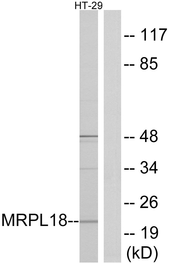 Anti-MRPL18 Antibody
