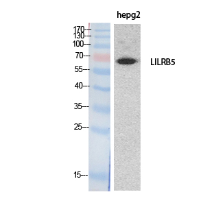 Anti-LILRB5 Antibody