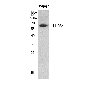 Anti-LILRB5 Antibody Anti-LILRB5 Antibody