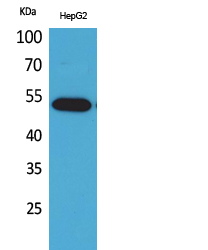 Anti-LILRA2 Antibody