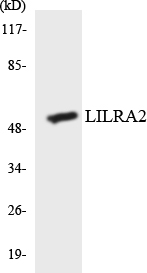 Anti-LILRA2 Antibody