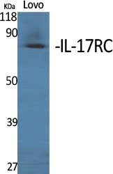 Anti-IL17RC Antibody
