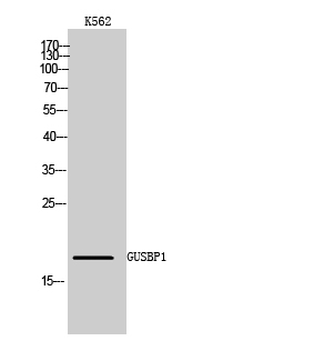 Anti-GUSBL1 Antibody