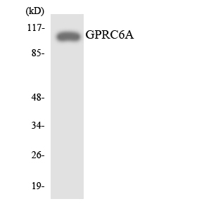 Anti-GPRC6A Antibody