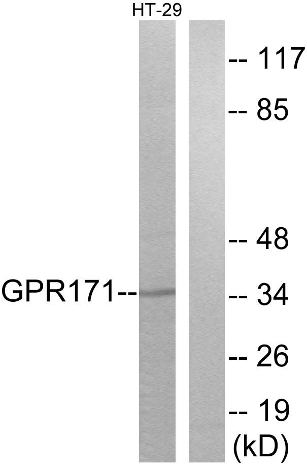 Anti-GPR171 Antibody