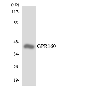 Anti-GPR160 Antibody