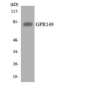 Anti-GPR149 Antibody