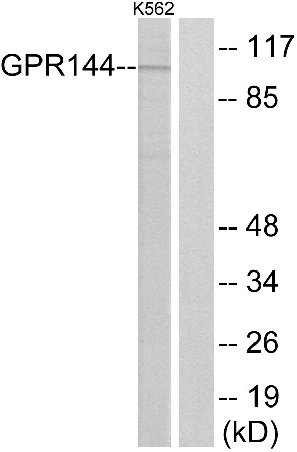 Anti-GPR144 Antibody
