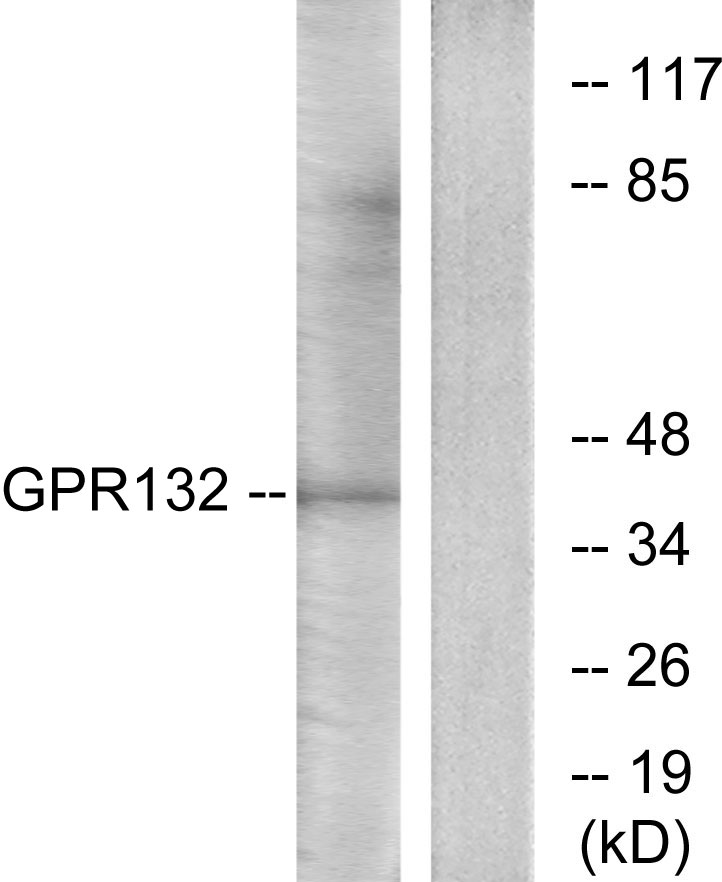 Anti-GPR132 Antibody