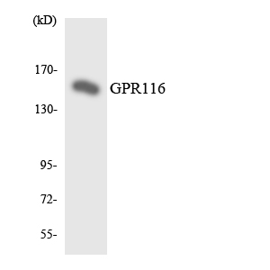 Anti-GPR116 Antibody