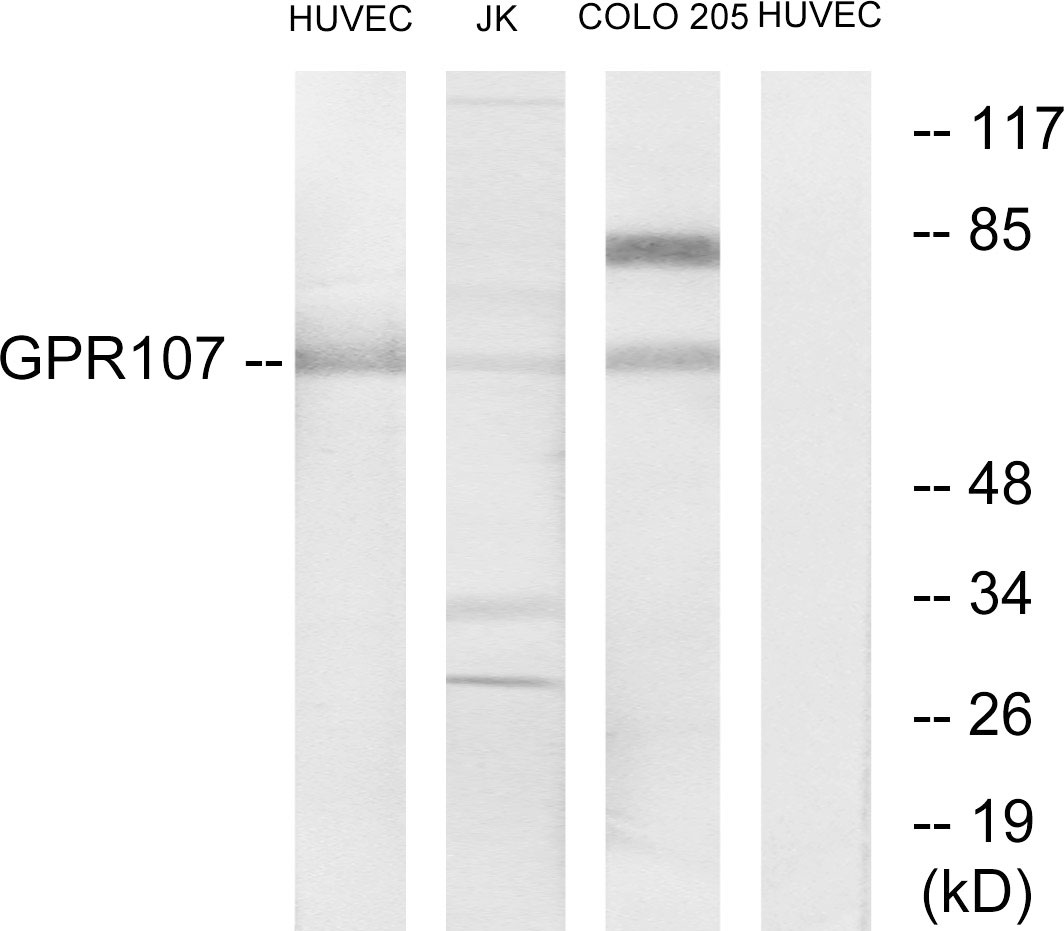 Anti-GPR107 Antibody