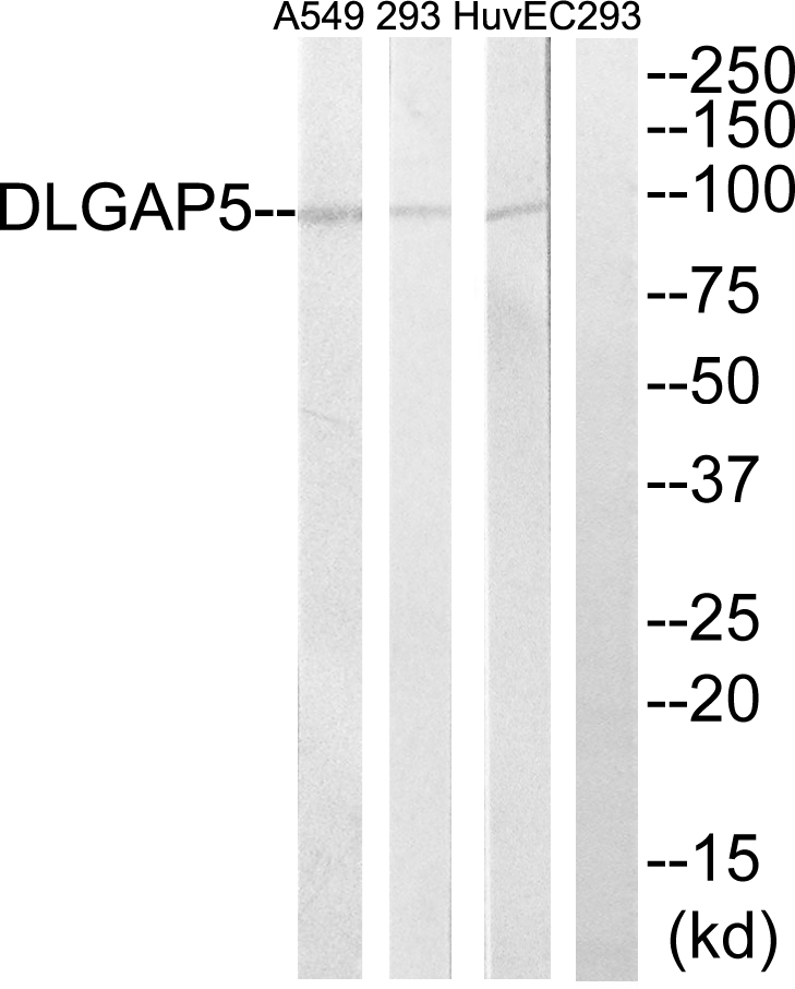 Anti-DLGAP5 Antibody