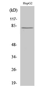 Anti-CAPN11 Antibody