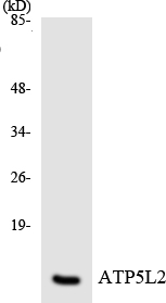 Anti-ATP5L2 Antibody