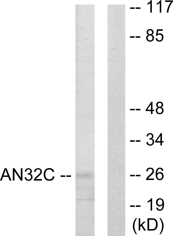 Anti-ANP32C Antibody