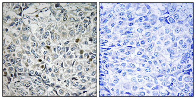Anti-USP53 Antibody
