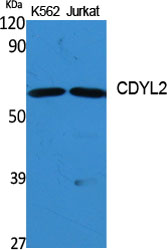Anti-CDYL2 Antibody Anti-CDYL2 Antibody
