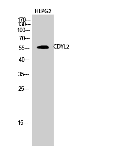 Anti-CDYL2 Antibody Anti-CDYL2 Antibody