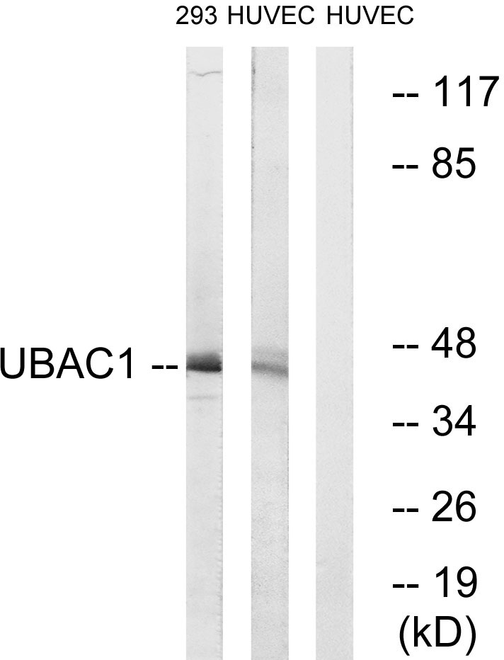 Anti-UBAC1 Antibody