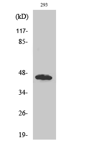 Anti-UBAC1 Antibody Anti-UBAC1 Antibody