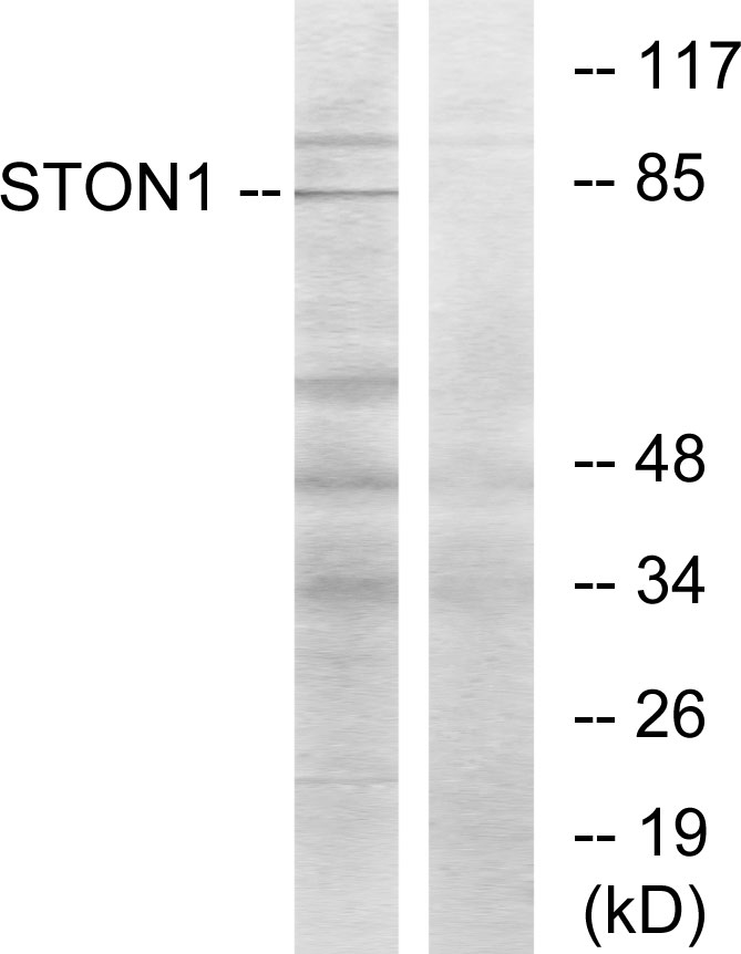 Anti-STON1 Antibody