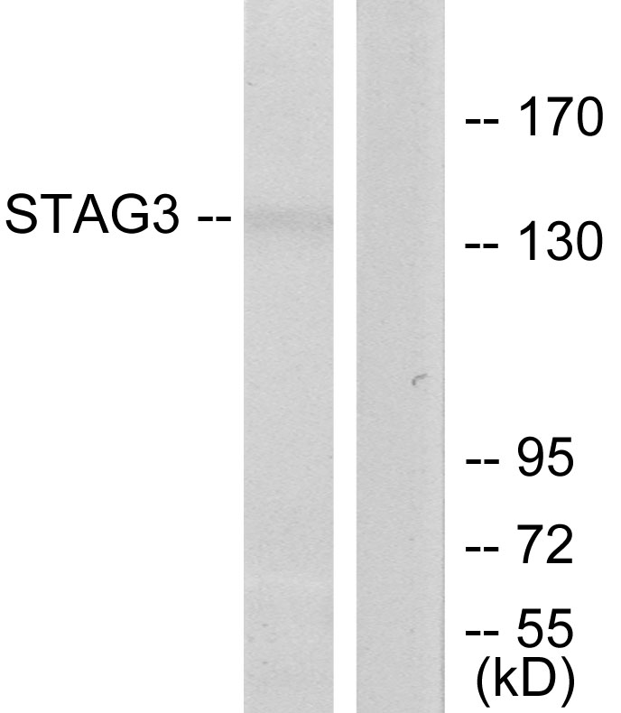 Anti-STAG3 Antibody