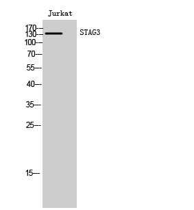 Anti-STAG3 Antibody Anti-STAG3 Antibody