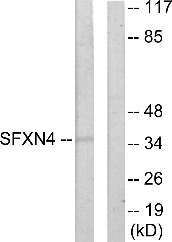 Anti-SFXN4 Antibody