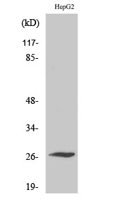 Anti-SCN4B Antibody Anti-SCN4B Antibody