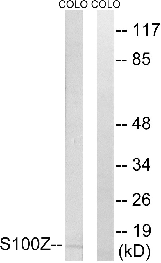 Anti-S100Z Antibody
