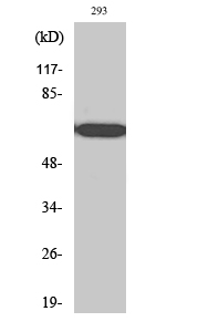 Anti-RPAP2 Antibody