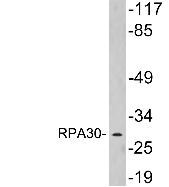 Anti-RPA30 Antibody