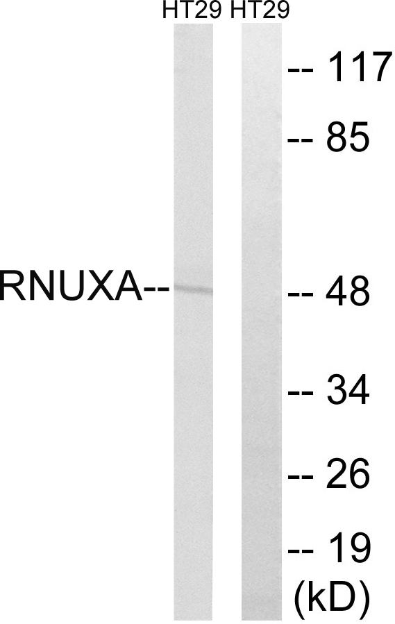 Anti-RNUXA Antibody