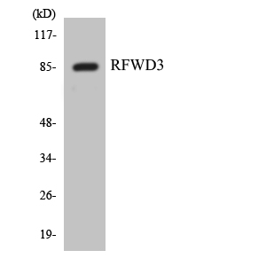 Anti-RFWD3 Antibody