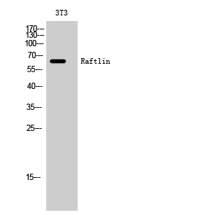Anti-RFTN1 Antibody