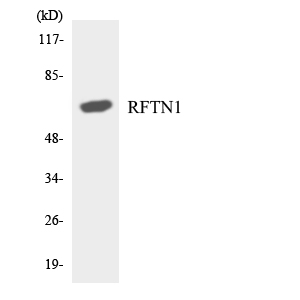 Anti-RFTN1 Antibody