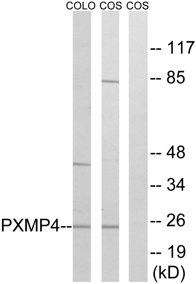 Anti-PXMP4 Antibody